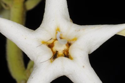 Philibertia latiflora, photographed by aacocucci