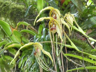 Phragmipedium humboldtii, photographed by Kai Squires