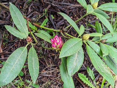 Rhododendron macrophyllum