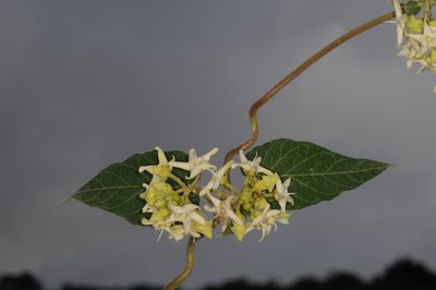 Philibertia latiflora, photographed by aacocucci