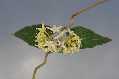 Philibertia latiflora, photographed by aacocucci