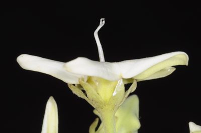 Philibertia latiflora, photographed by aacocucci