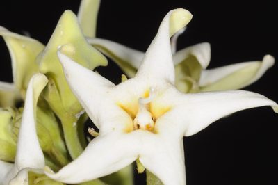 Philibertia latiflora, photographed by aacocucci