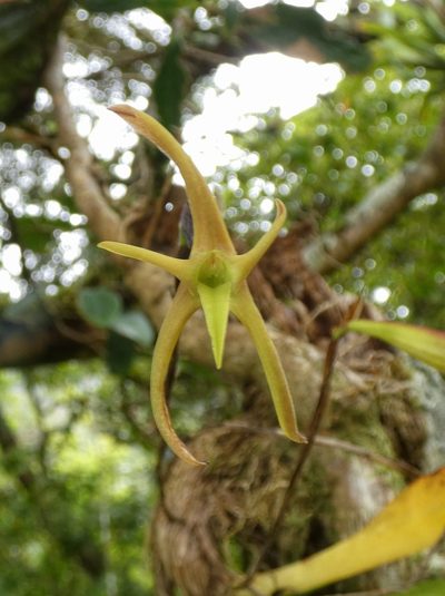 Maxillaria amplifoliata, photographed by Kai Squires