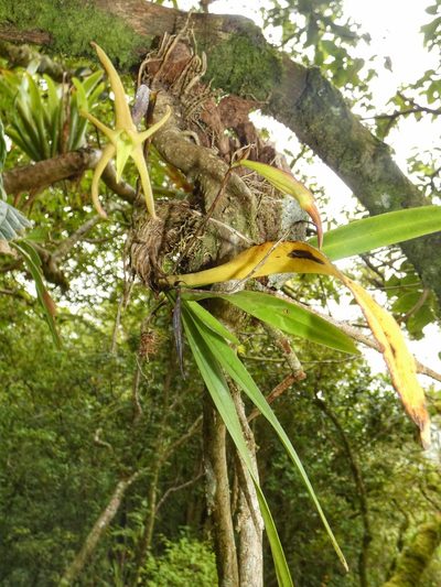 Maxillaria amplifoliata, photographed by Kai Squires