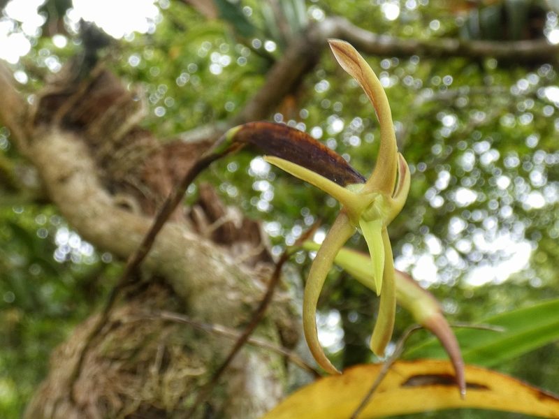 Maxillaria amplifoliata, photographed by Kai Squires