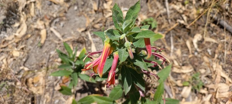 Lobelia laxiflora, photographed by Viacheslav Shalisko
