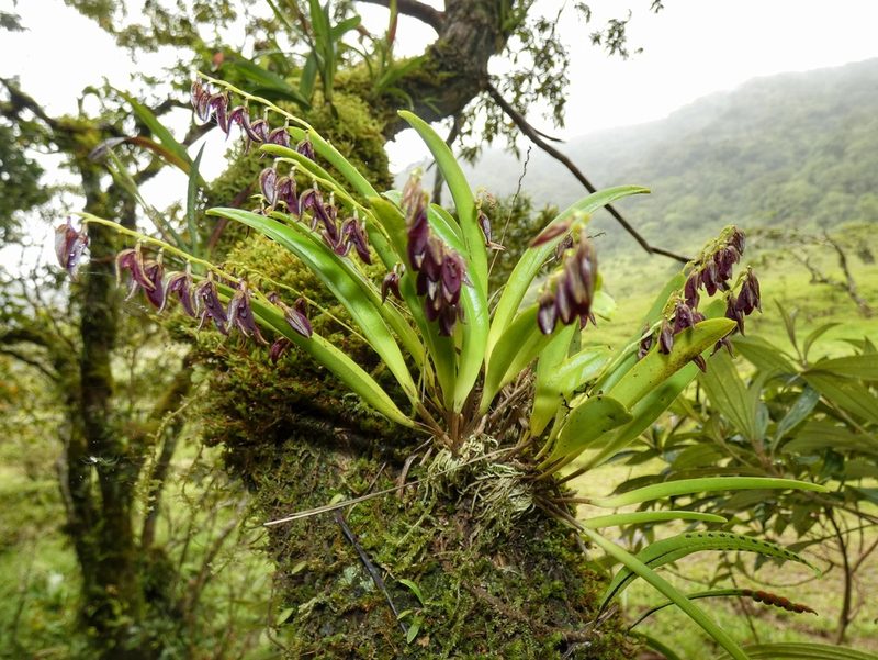 Stelis segoviensis, photographed by Kai Squires