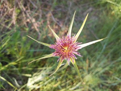 Tragopogon porrifolius, photographed by castieler