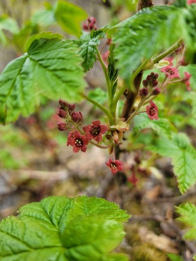 Ribes laxiflorum, photographed by Elizabeth