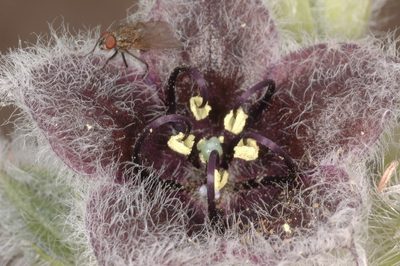 Jaborosa rotacea, photographed by aacocucci