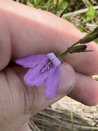Dianthera angusta, photographed by Jared Shorma