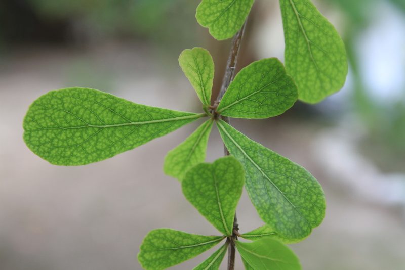 Terminalia buceras, photographed by Brian Oakes Haiti Hunter