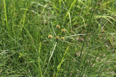 Cyperus echinatus, photographed by Andy Jordan