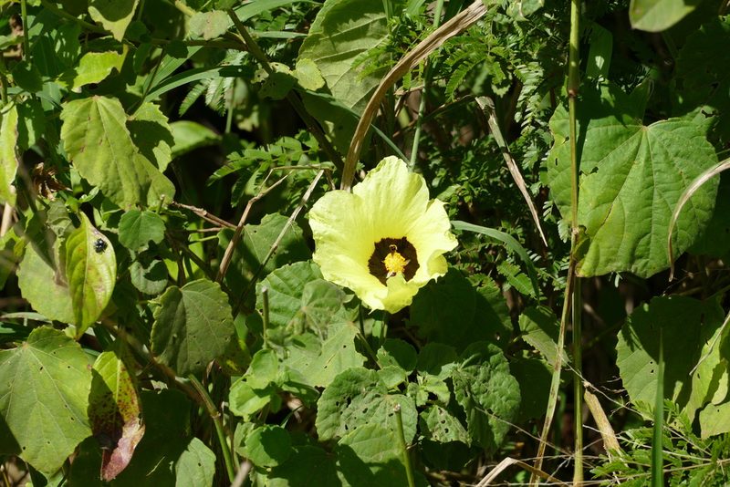 Hibiscus calyphyllus, photographed by Jean-Paul Boerekamps