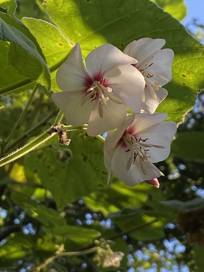 Dombeya burgessiae, photographed by Jean-Paul Boerekamps