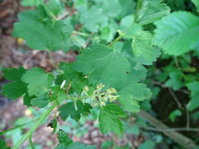 Ribes alpinum, photographed by Zeke Marshall