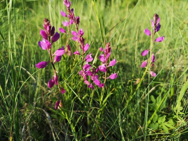 Polygala nicaeensis, photographed by Jens-Christian Svenning