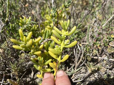 Batis maritima, photographed by Rachel Allingham