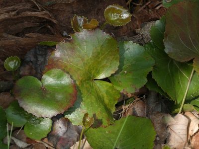 Galax urceolata, photographed by Brian White