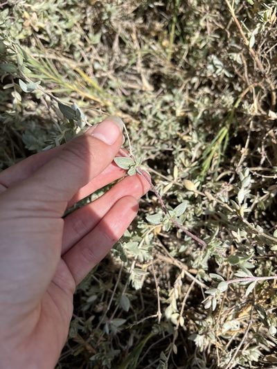 Atriplex watsonii, photographed by Rachel Allingham