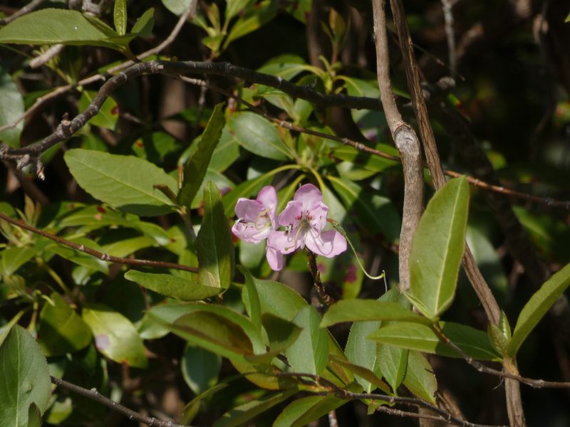 Rhododendron vaseyi, photographed by Brian White