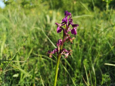 Anacamptis morio, photographed by Jens-Christian Svenning