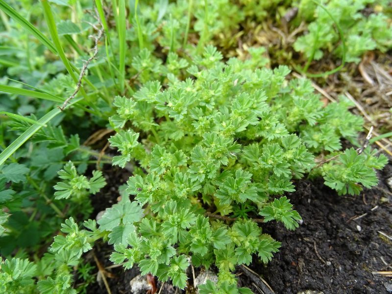 Alchemilla arvensis, photographed by Zeke Marshall