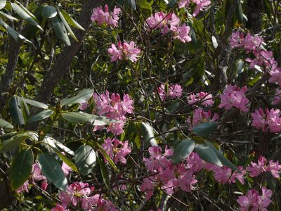 Rhododendron vaseyi, photographed by Brian White