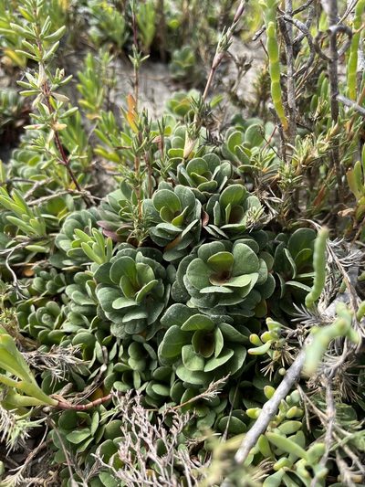 Limonium duriusculum, photographed by Rachel Allingham