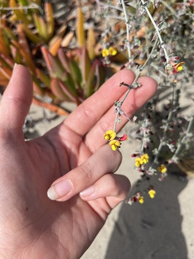 Acmispon distichus, photographed by Rachel Allingham