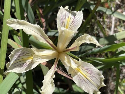 Iris fernaldii, photographed by rappman