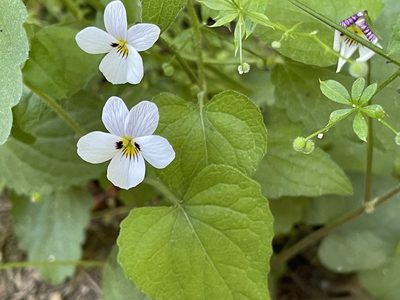 Viola ocellata, photographed by rappman
