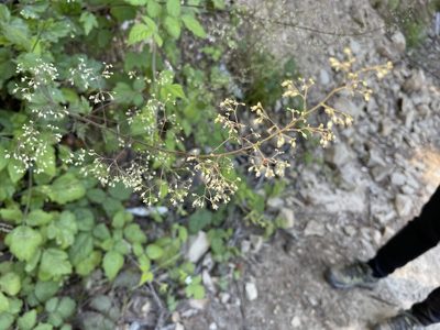 Heuchera micrantha, photographed by rappman