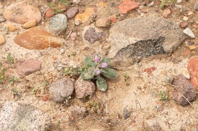 Arnebia obovata, photographed by Вячеслав Юсупов