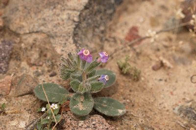 Arnebia obovata, photographed by Вячеслав Юсупов