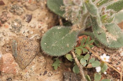 Arnebia obovata, photographed by Вячеслав Юсупов