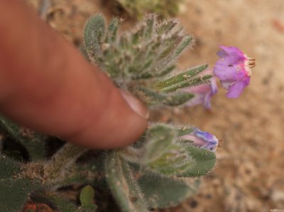 Arnebia obovata, photographed by Вячеслав Юсупов