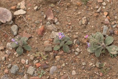 Arnebia obovata, photographed by Вячеслав Юсупов