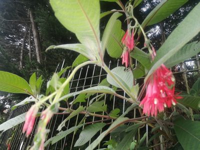 Fuchsia boliviana, photographed by GERMAN LEONEL SARMIENTO CRUZ