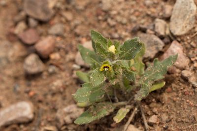 Hyoscyamus pusillus, photographed by Вячеслав Юсупов
