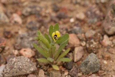 Hyoscyamus pusillus, photographed by Вячеслав Юсупов