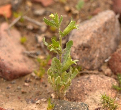Hyoscyamus pusillus, photographed by Вячеслав Юсупов