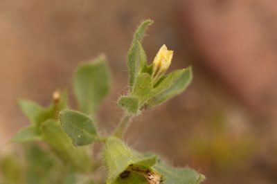 Hyoscyamus pusillus, photographed by Вячеслав Юсупов