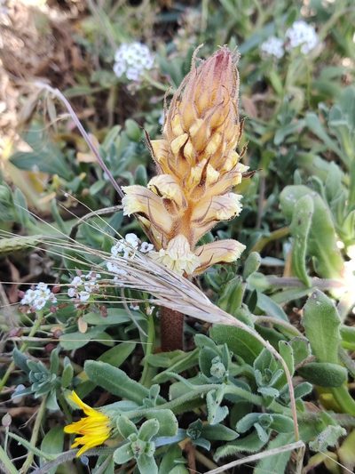 Orobanche calendulae, photographed by Vicente Lopes