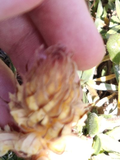 Orobanche calendulae, photographed by Vicente Lopes