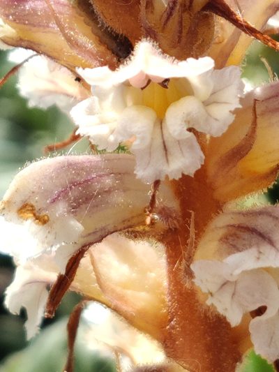 Orobanche calendulae, photographed by Vicente Lopes
