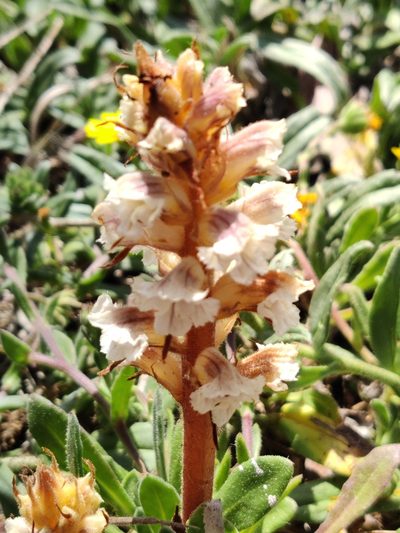 Orobanche calendulae, photographed by Vicente Lopes