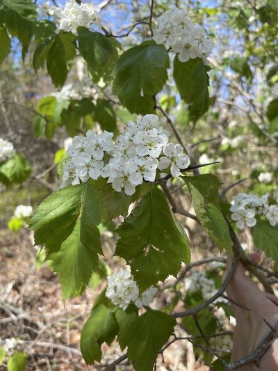 Crataegus pruinosa, photographed by evangrimes