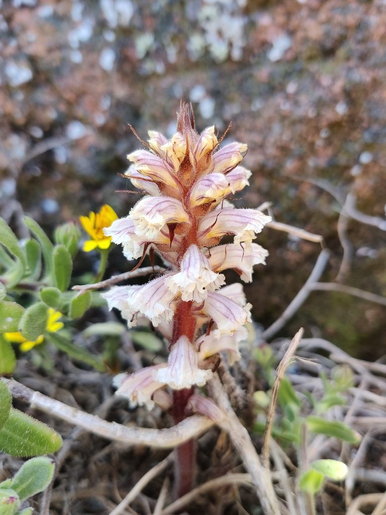 Orobanche calendulae, photographed by Vicente Lopes